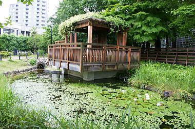 水生植物も観られます