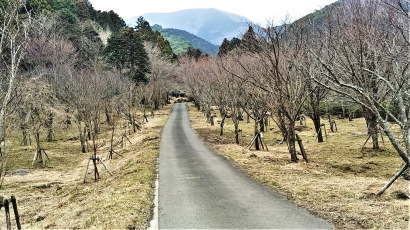 夫婦乃桜の郷