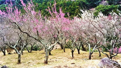 美しく開花している場所を見つけました