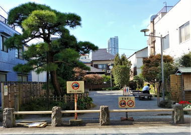 街道松の広場