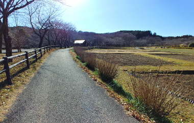 遊歩道を歩く