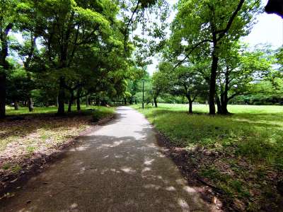 公園内の散策路を歩く