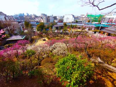 丘陵斜面を利用した庭園