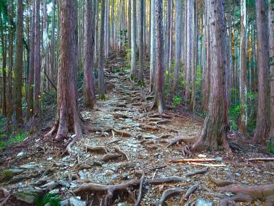 木の根も露わです