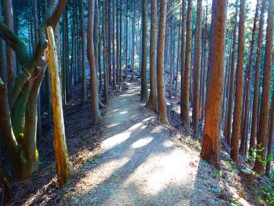 尾根道を進む