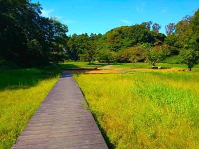 緑に囲まれた散策路