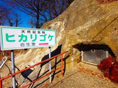 吉見百穴ヒカリゴケ発生地